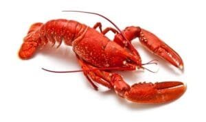 Lobster. Foto: Getty Images/iStockphoto/onepony Lobster. Foto: Getty Images/iStockphoto/onepony