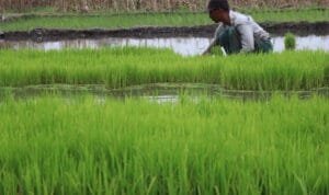 Buruh tani mencabut bibit padi dari persemaian di areal persawahan Desa Jogoroto, Kabupaten Jombang, Jawa Timur, Senin (19/12/2022). (Foto: ANTARA) Buruh tani mencabut bibit padi dari persemaian di areal persawahan Desa Jogoroto, Kabupaten Jombang, Jawa Timur, Senin (19/12/2022). (Foto: ANTARA)