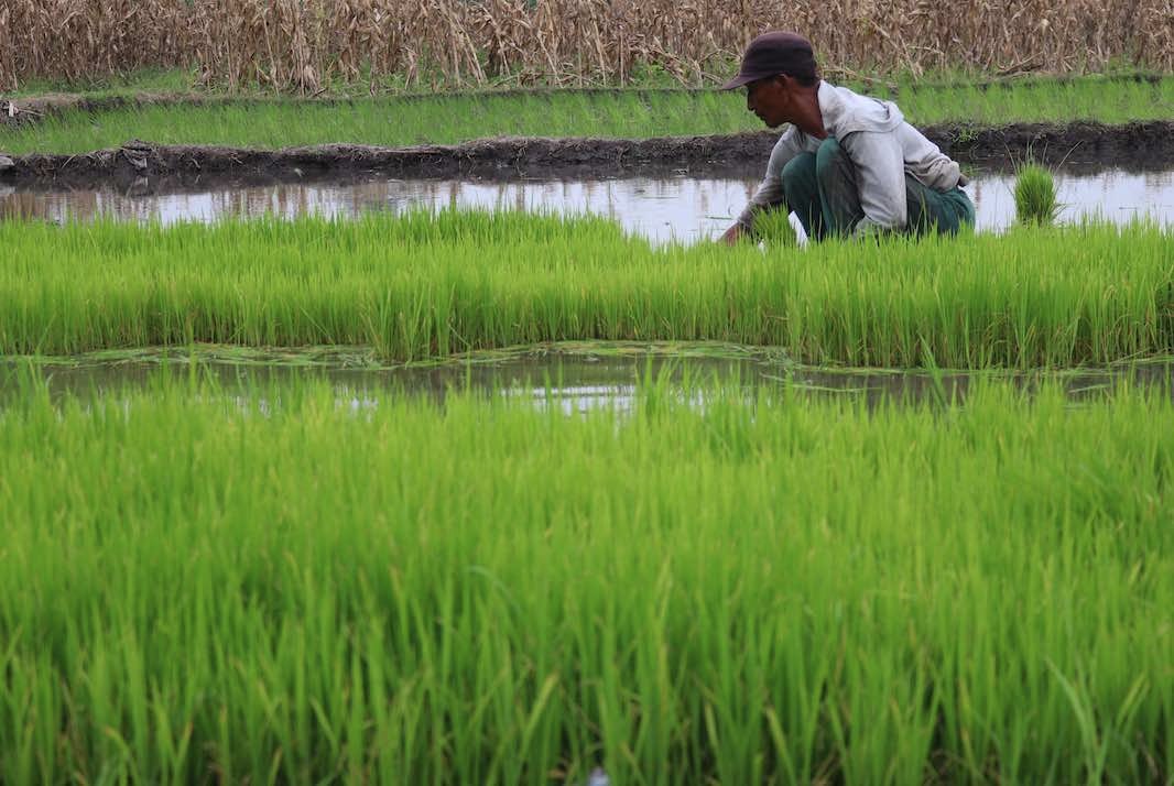 Buruh tani mencabut bibit padi dari persemaian di areal persawahan Desa Jogoroto, Kabupaten Jombang, Jawa Timur, Senin (19/12/2022). (Foto: ANTARA) Buruh tani mencabut bibit padi dari persemaian di areal persawahan Desa Jogoroto, Kabupaten Jombang, Jawa Timur, Senin (19/12/2022). (Foto: ANTARA)