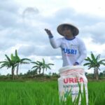 Petani padi melakukan pemupukan di lahan sawahnya dengan pupuk urea bersubsidi 