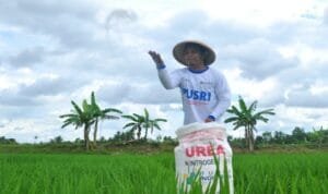 Petani padi melakukan pemupukan di lahan sawahnya dengan pupuk urea bersubsidi  Petani padi melakukan pemupukan di lahan sawahnya dengan pupuk urea bersubsidi