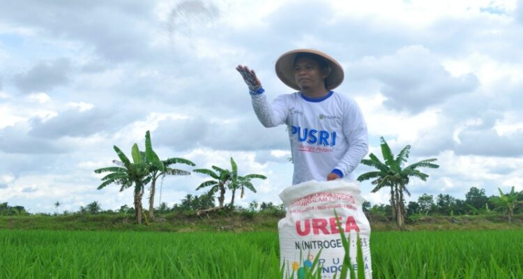 Petani padi melakukan pemupukan di lahan sawahnya dengan pupuk urea bersubsidi 