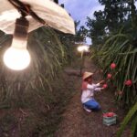 Petani buah naga saat memanfaatkan program electrifying agriculture