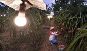 Petani buah naga saat memanfaatkan program electrifying agriculture