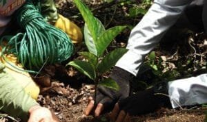 PT Bukit Asam Tbk (PTBA) siap meningkatkan kapasitas pusat persemaian dalam rangka mendukung program rehabilitasi daerah aliran sungai (DAS) serta program Tanjung Enim Kota Wisata