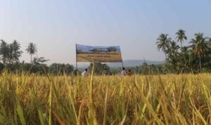 Panen Perdana Benih Beras Merah Organik di area seluas 1,5 hektar, Rabu (17/5/2023)