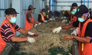 PT PLN (Persero) yang berhasil menyulap sampah kota menjadi bahan bakar biomassa atau bahan baku co-firing di pabrik Bahan Bakar Jumputan Padat (BBJP)