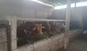 Sapi kurban siap jual milik Muhammad Ali (51) di Kelurahan Sukajaya, Kecamatan Sukarami