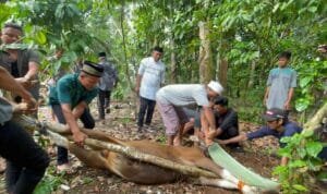 Ketua KPK RI, Firli Bahuri salurkan hewan kurban Idul Adha 1444 H, melalui Pengurus Daerah Ikatan Wartawan Online (PD-IWO) Musi Rawas-Lubuklinggau. Ketua KPK RI, Firli Bahuri salurkan hewan kurban Idul Adha 1444 H, melalui Pengurus Daerah Ikatan Wartawan Online (PD-IWO) Musi Rawas-Lubuklinggau.